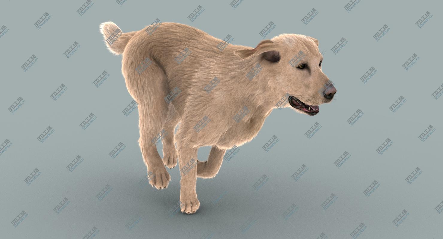 images/goods_img/202104022/Labrador Retriever (FUR)/3.jpg